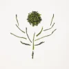 Terza Luna Tè Verde|Tè Giapponese^Fukamushi bio