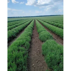 Terza Luna Lavanda Della Provenza In Fiori|Oli Essenziali^Lavender essential oil