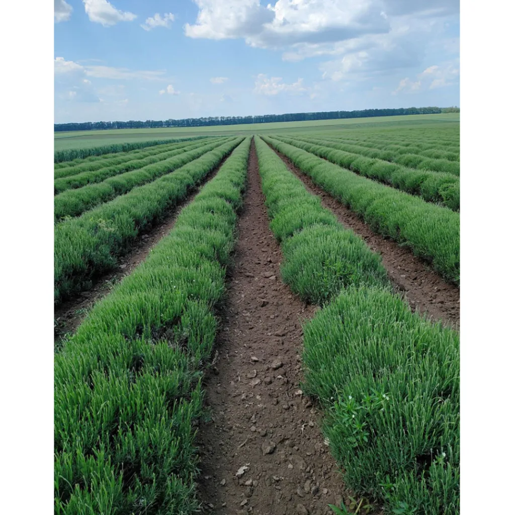 Terza Luna Lavanda Della Provenza In Fiori|Oli Essenziali^Lavender essential oil