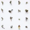Terza Luna Tè Rari Premium^Oriental Beauty oolong Mr Hao