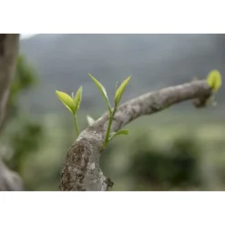 Terza Luna Tè Giallo|Tè Vietnamita - Novità^Shan tea, tè giallo di alberi antichi