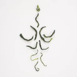 Terza Luna Gyokuro Bio Semidori|Tè Verde^Tamaryokucha bio