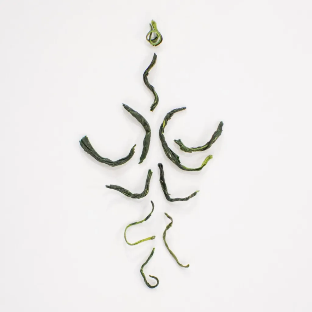 Terza Luna Gyokuro Bio Semidori|Tè Verde^Tamaryokucha bio